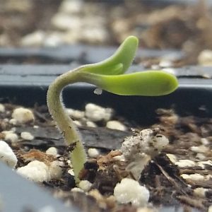 Baby Hemp Sprout