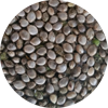 CBD Hemp Seeds