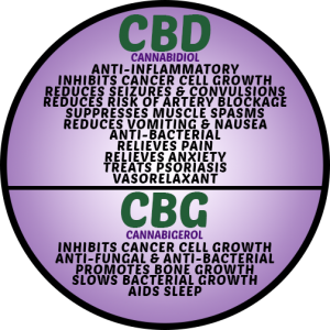 CBD and CBG Infographic