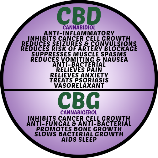 CBD and CBG Infographic